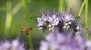 Honey Bee Attracted to Lacy Phacelia or Scorpion Weed