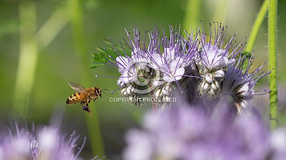 Honey Bee Attracted to Lacy Phacelia or Scorpion Weed
