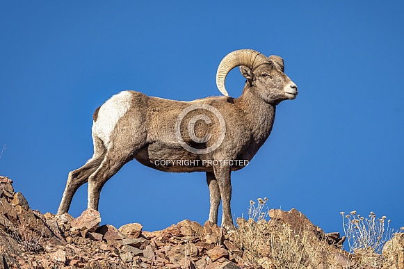 Bighorn