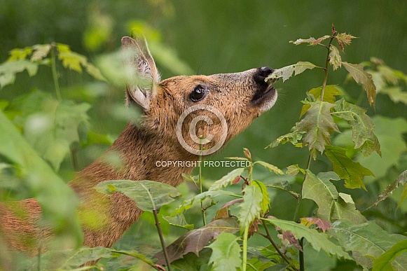 Roe Deer Roe Deer