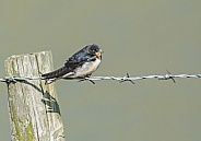 Swallow - Juvenile