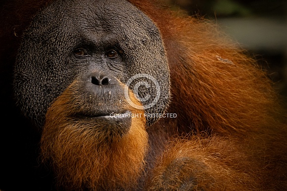 Sumatran orangutan in the jungle.