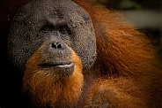 Sumatran orangutan in the jungle.