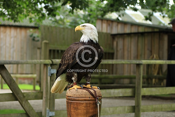 Bald Eagle