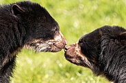 Andean Bears Nose To Nose