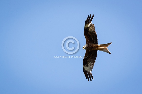 red kite red kite