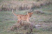 Lion cub standing on a mound