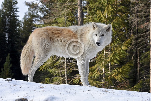 Grey Wolf