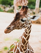 Giraffe Profile view