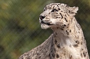 Snow Leopard Close Up Side Profile