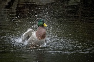Duck Splash