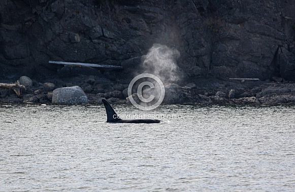 Orca Killer Whales Orca Killer Whales