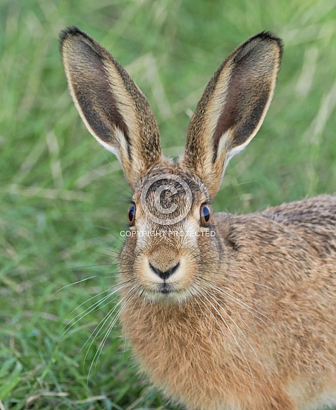 Brown Hare Brown Hare