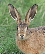 Brown Hare