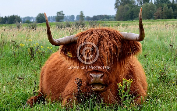 Highland Cow