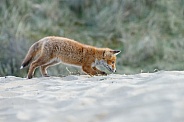 Red fox cubs