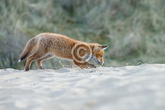 Red fox cubs Red fox cubs