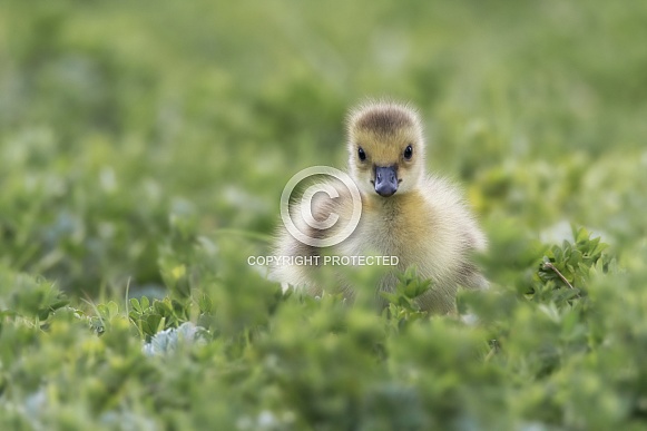 Canada Goose Chicks Canada Goose Chicks