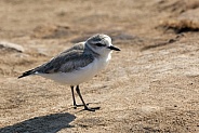 White Fronted Plover - Namibia