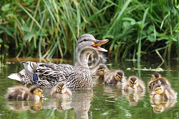 The mallard or wild duck (Anas platyrhynchos)