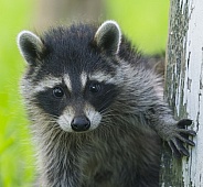 Raccoons