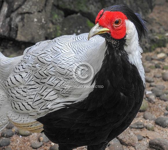 Silver Pheasant