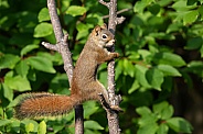 Tree Squirrel Climbing