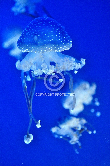 White Spotted Jellyfish (Phyllorhiza punctata)