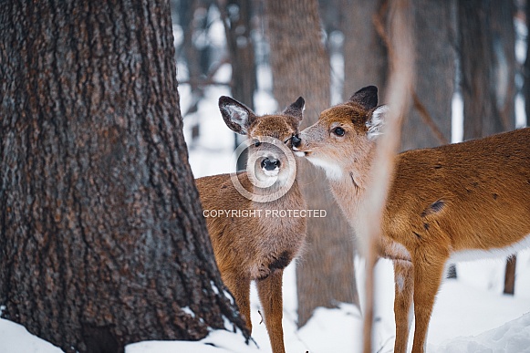 Whitetail Deer - Odocoileus Virginianus Whitetail Deer - Odocoileus Virginianus