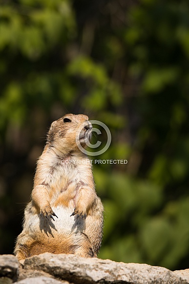 Black-tailed prairie dog