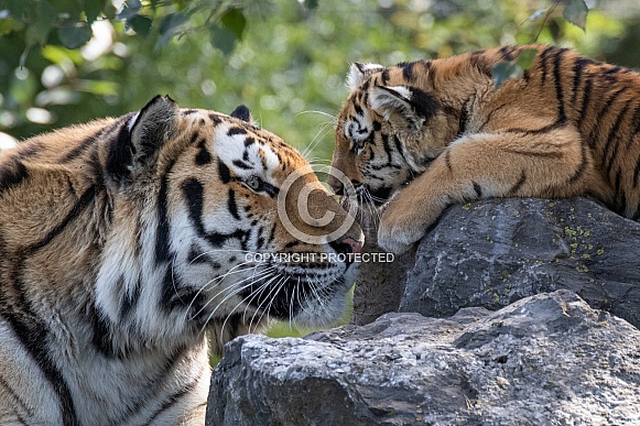 Siberian tiger and his son