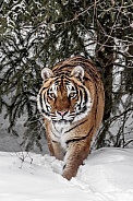 Siberian Tiger-Approaching Tiger