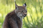 Canada Lynx Side Profile