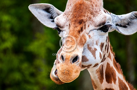 Giraffe