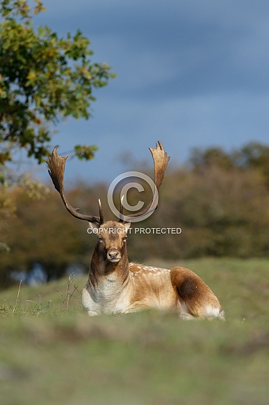 Fallow deer