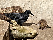 Coypu (Myocastor coypus) and Carrion crow (Corvus corone)