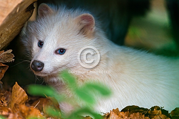 White Raccoon Dog