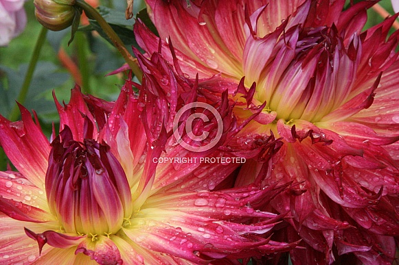 Lindsay Michele Dahlia Duo Lindsay Michele Dahlia Duo