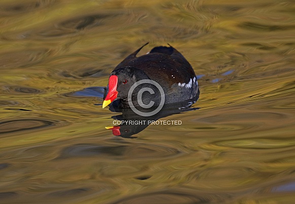 Moorhen Moorhen
