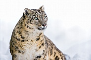 Snow Leopard in the Snow