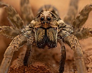 Wolf Spider