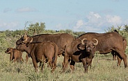 African Buffalo Family Group