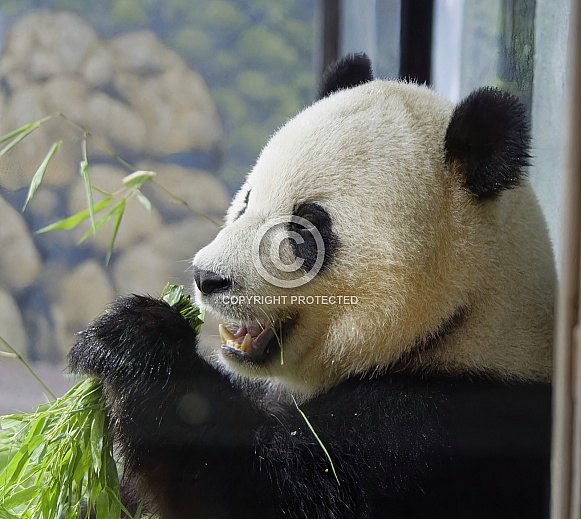 Giant Panda