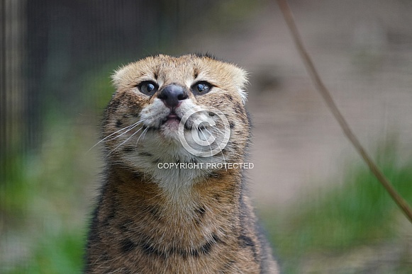 Serval Serval
