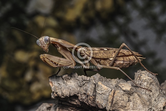 Timor Shield Mantis