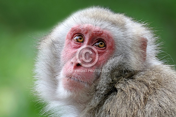 Japanese macaque (Macaca fuscata) Japanese macaque (Macaca fuscata)