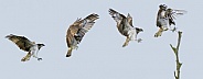 Osprey landing sequence