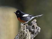 A Painted Redstart in Arizona