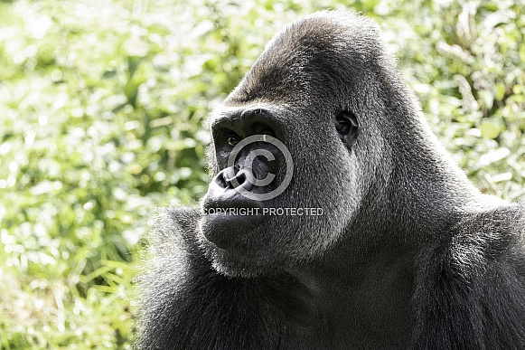Western Lowland Gorilla Close Up Looking Sideways Western Lowland Gorilla Close Up Looking Sideways