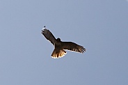 Red tailed hawk, Buteo jamaicensis